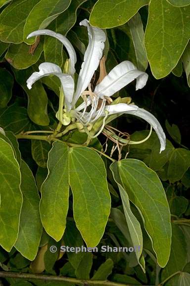 bauhinia forficata 2 graphic